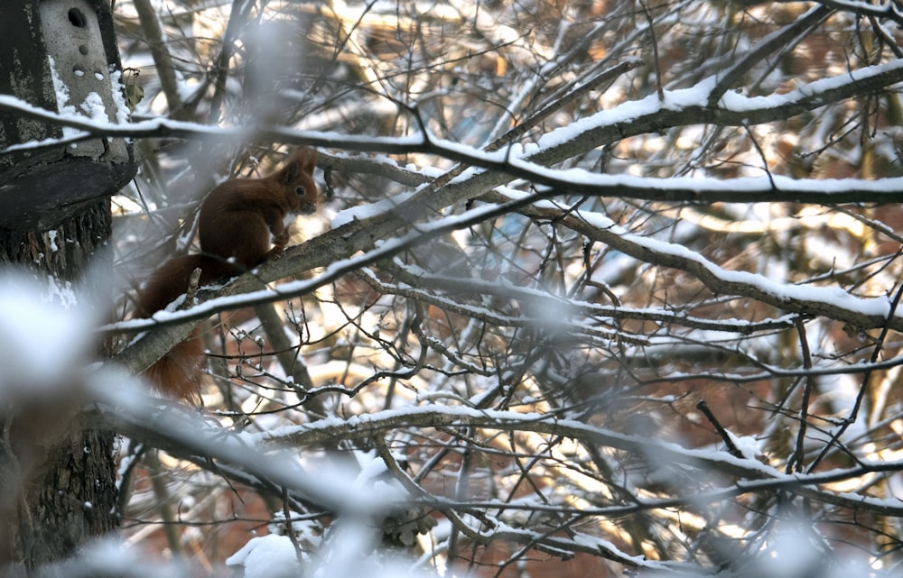 brown squirrel on tree branch during daytime