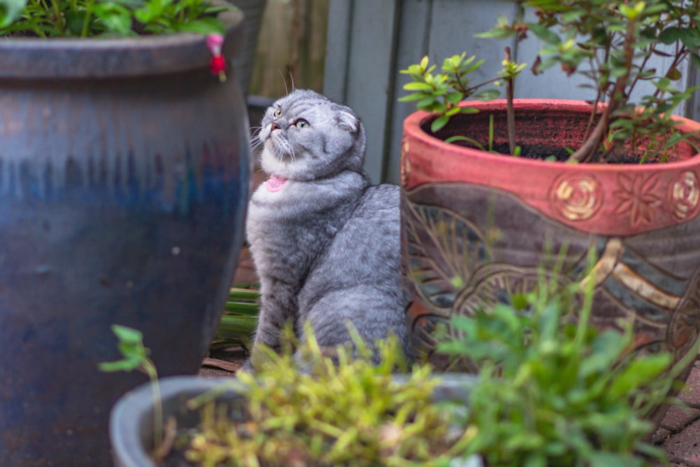 silver tabby cat on brown clay pot