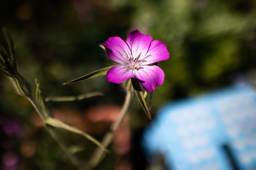 purple flower in tilt shift lens