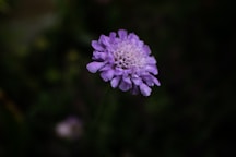 purple flower in tilt shift lens