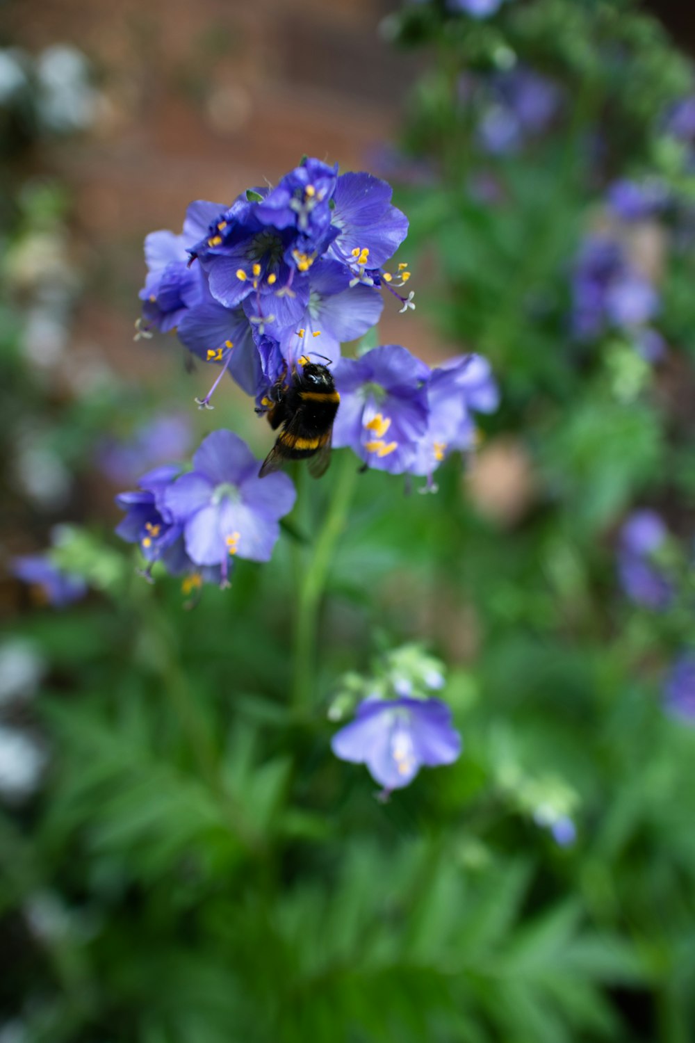 purple flower in tilt shift lens