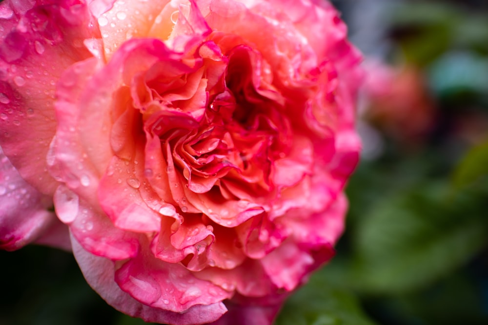 pink rose in bloom with dew drops