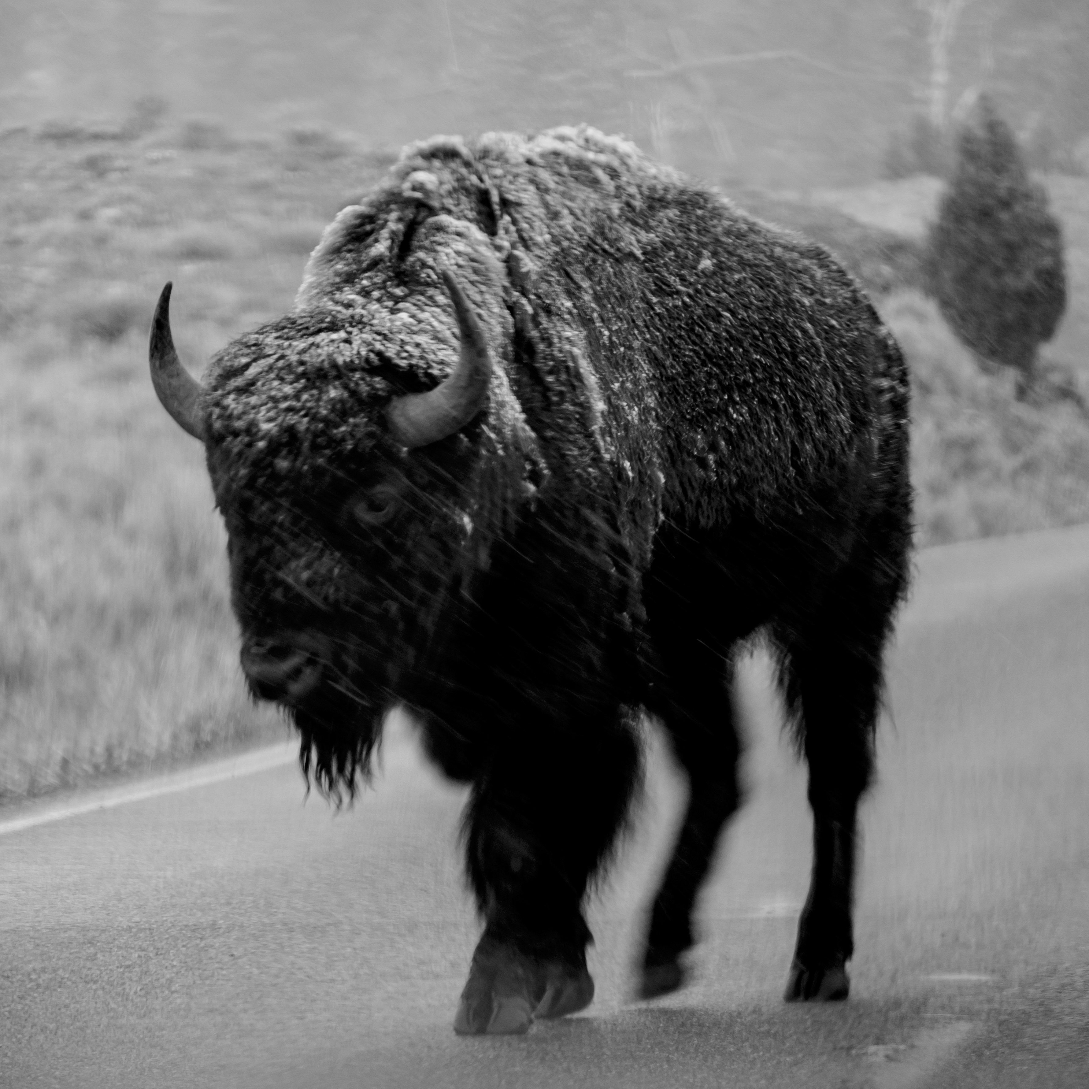 grayscale photo of bison on road