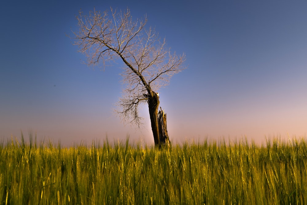 leafless tree on green grass field during daytime