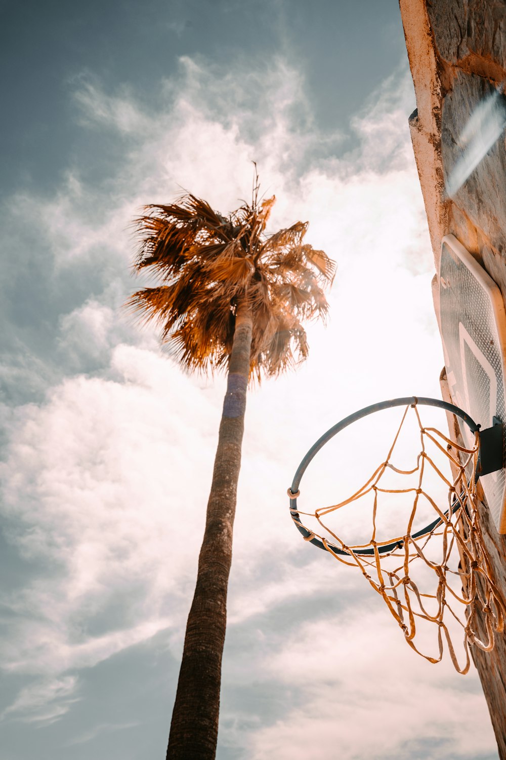 brown tree with white basketball hoop under white clouds