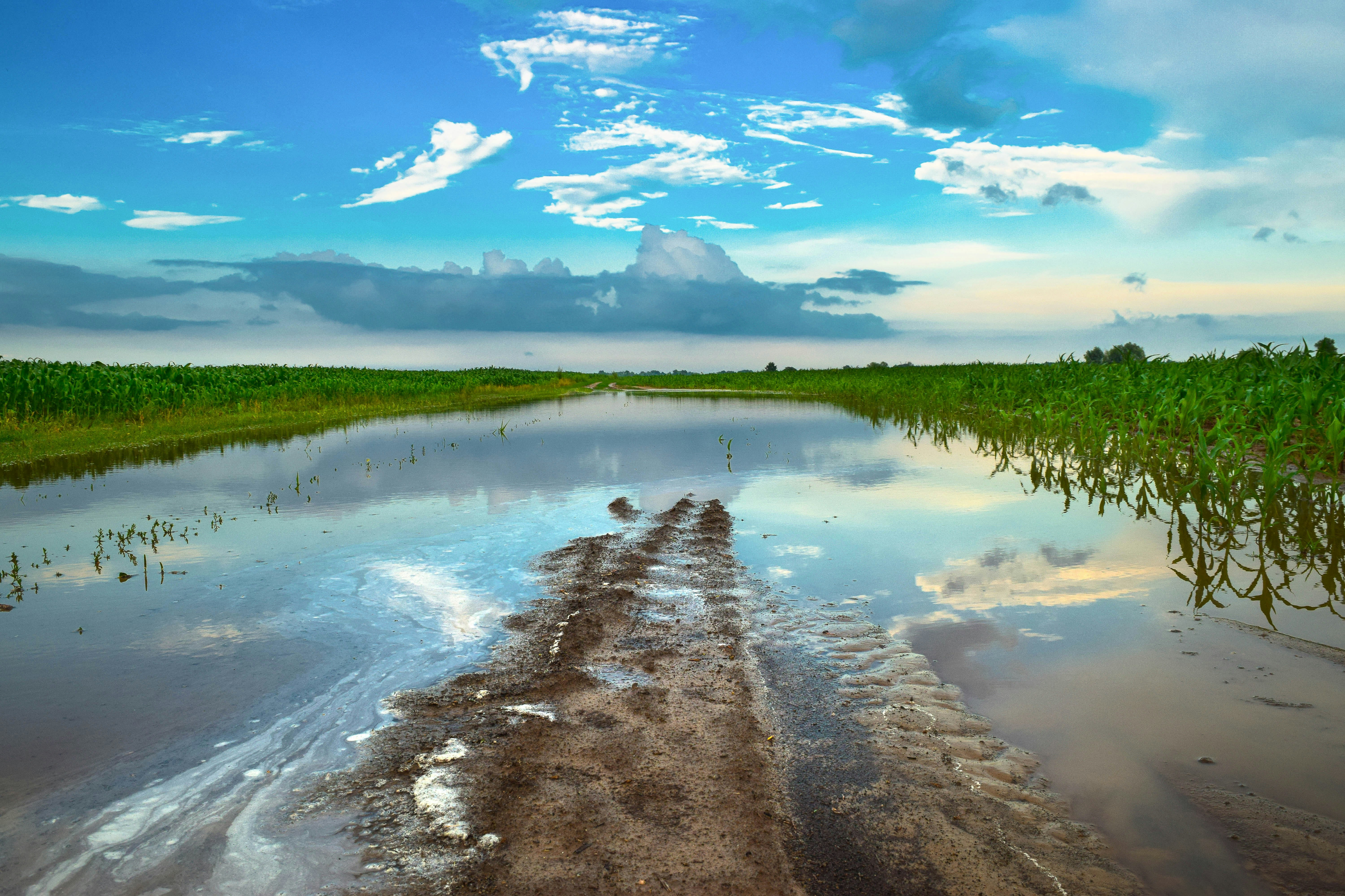 puddle in the field