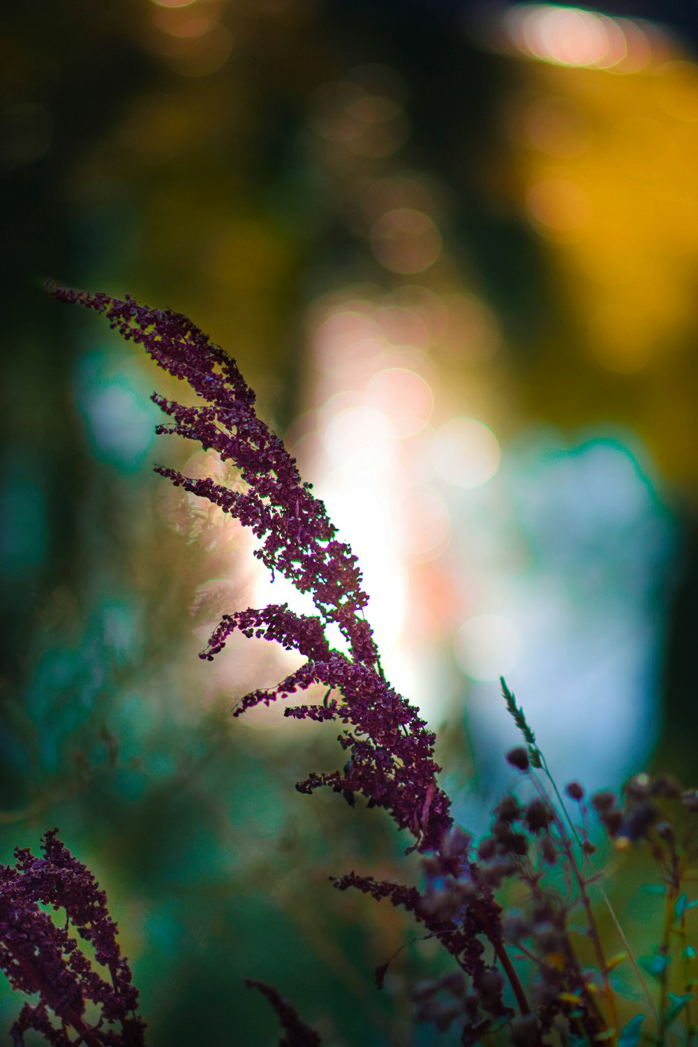 purple flowers in tilt shift lens
