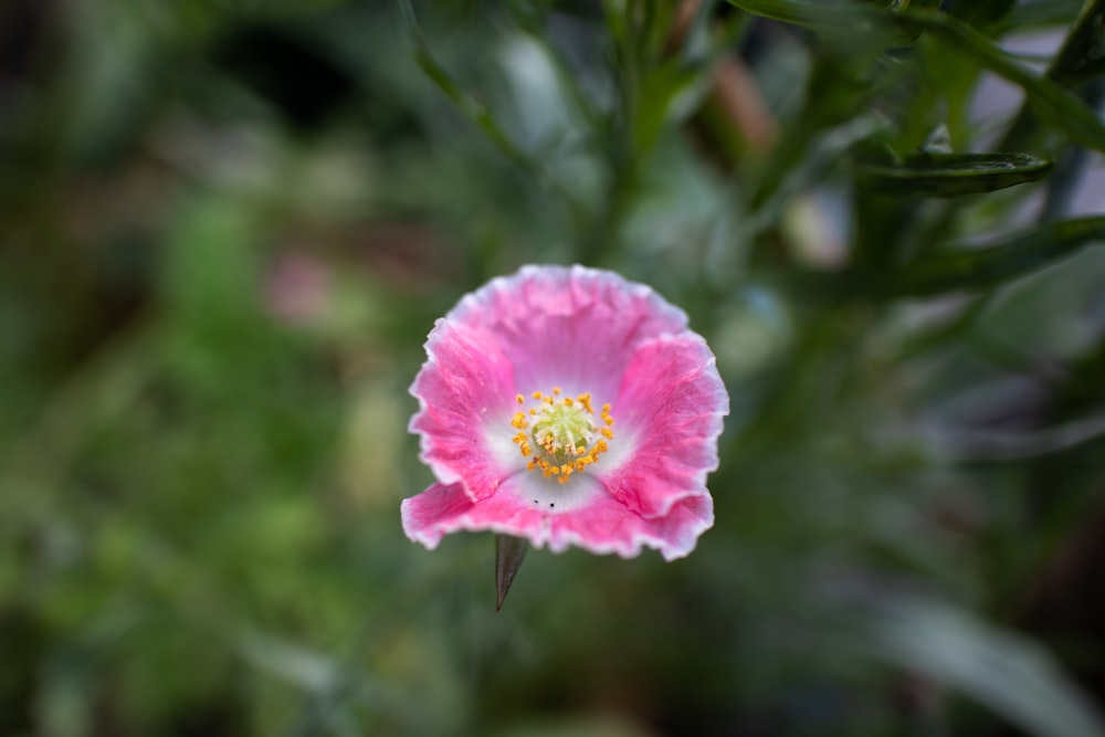 pink and white flower in tilt shift lens