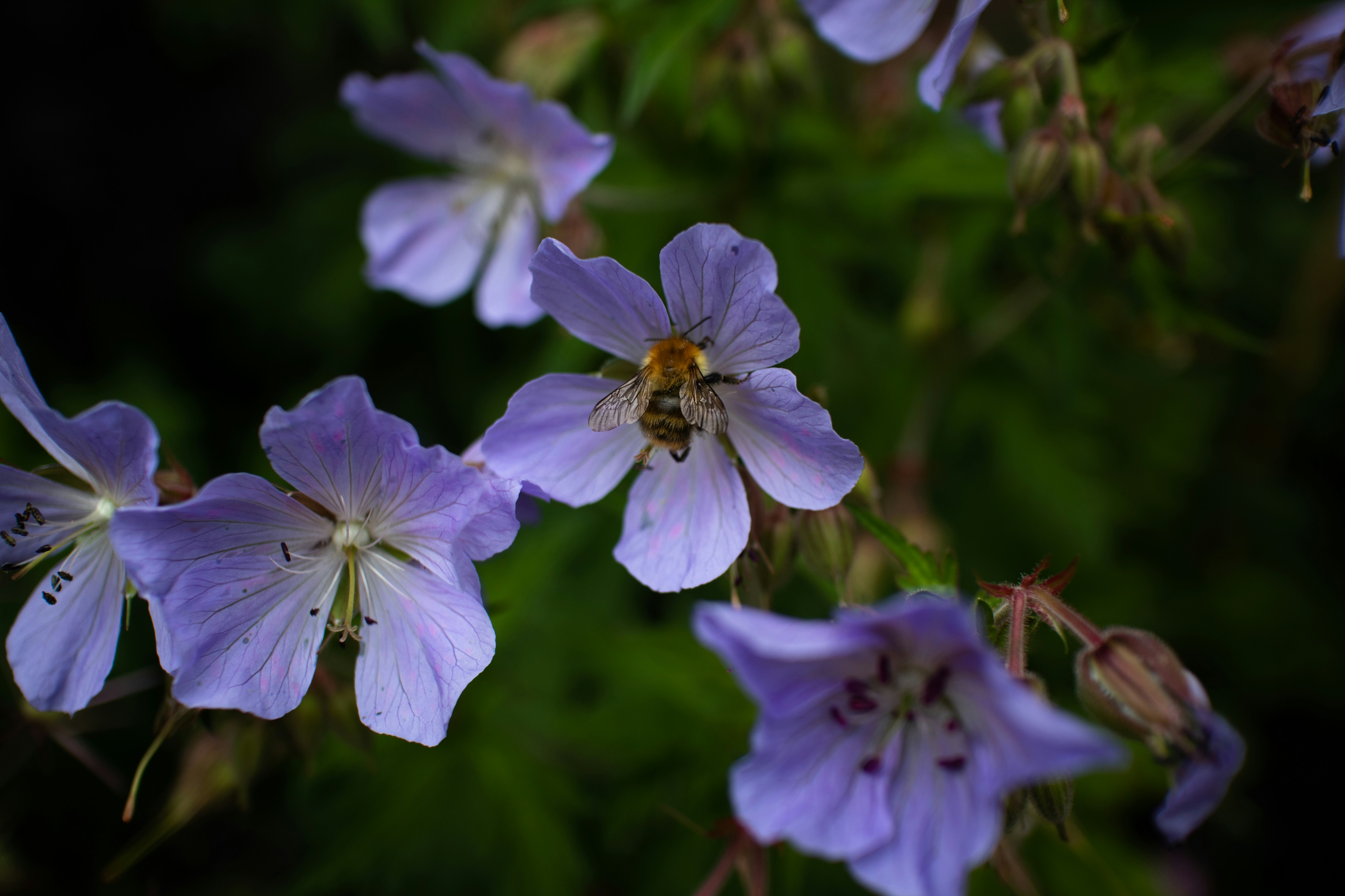 purple flower in tilt shift lens