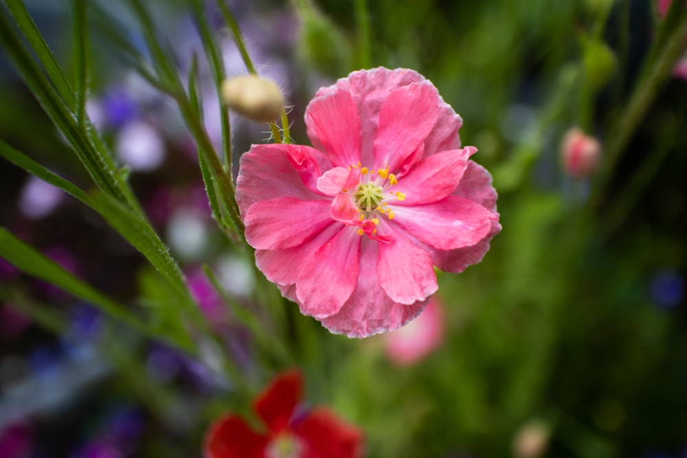 pink flower in tilt shift lens