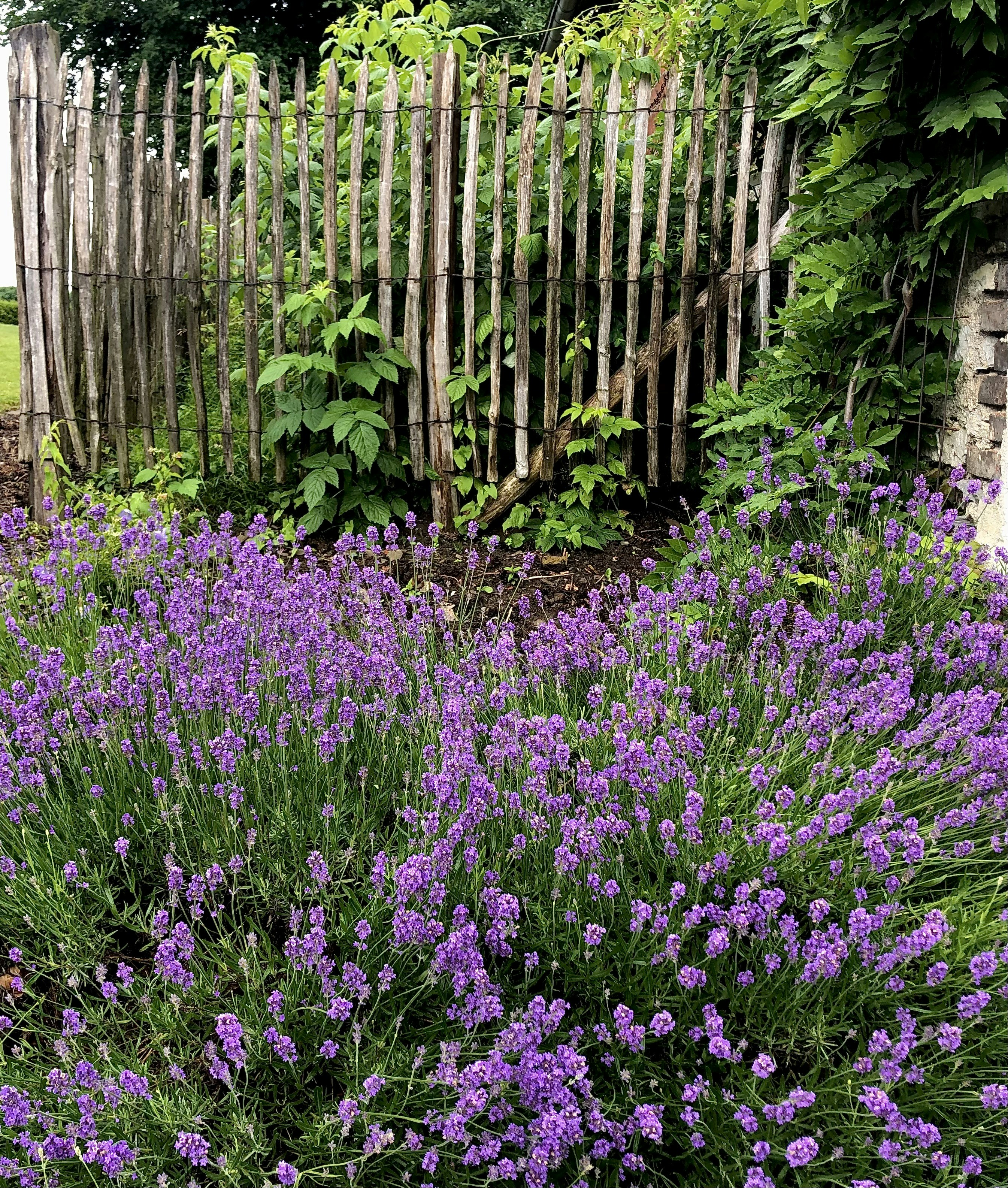 purple flower field near brown wooden fence