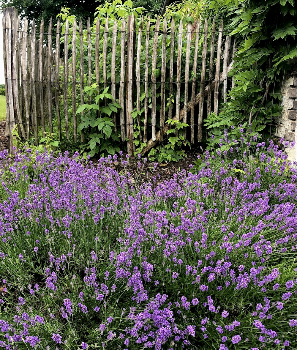 purple flower field near brown wooden fence