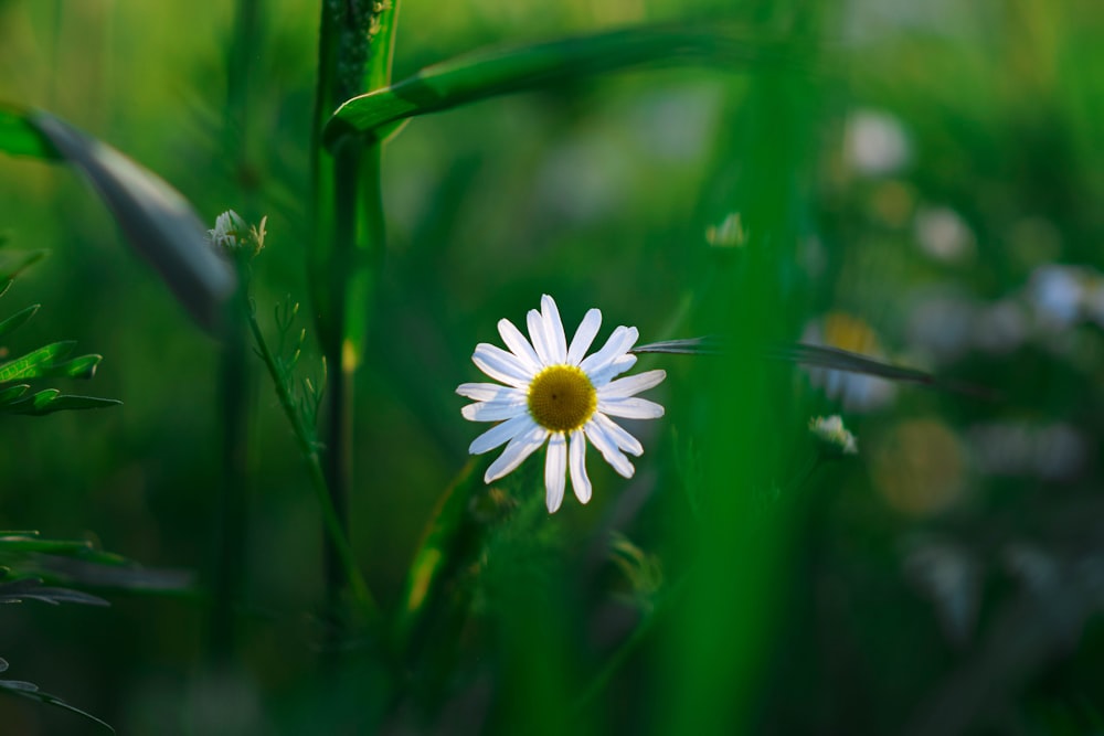 margherita bianca in fiore durante il giorno