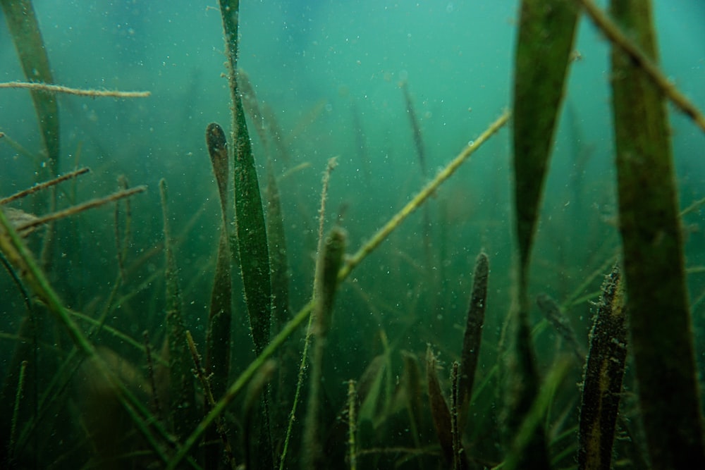 green grass under water during daytime
