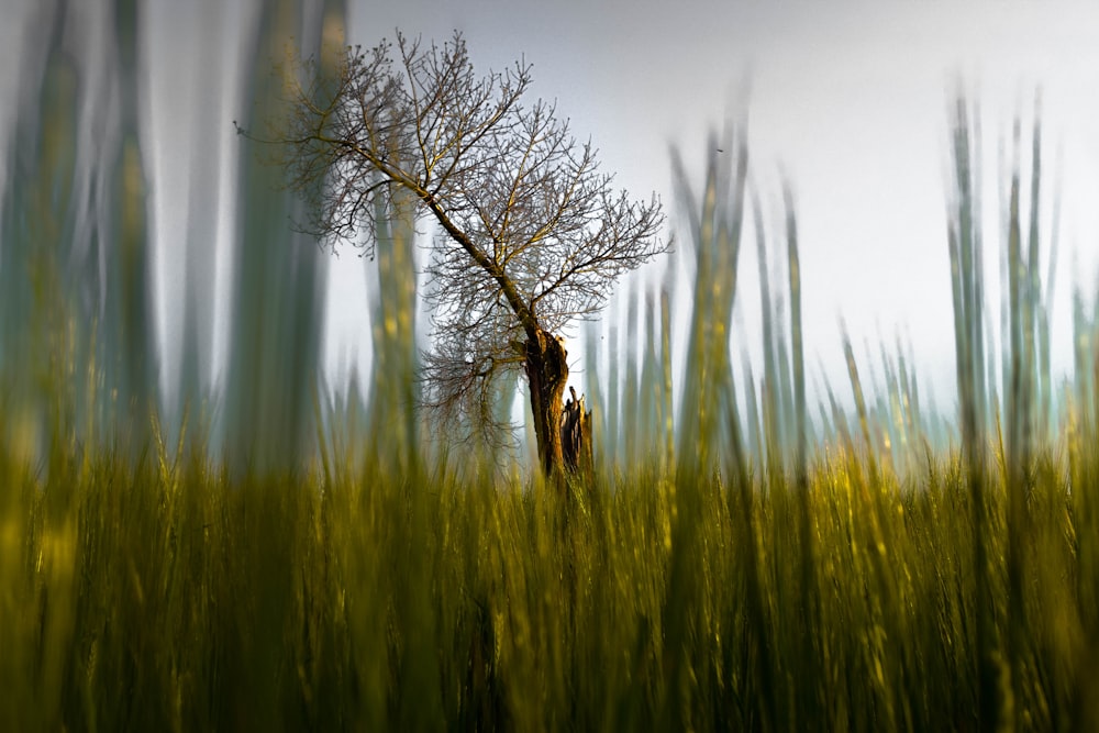 donna in vestito marrone in piedi sul campo di erba verde durante il giorno