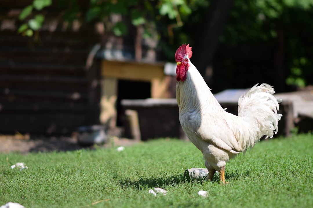 Rent-A-Chicken: A Unique Approach to Poultry Farming