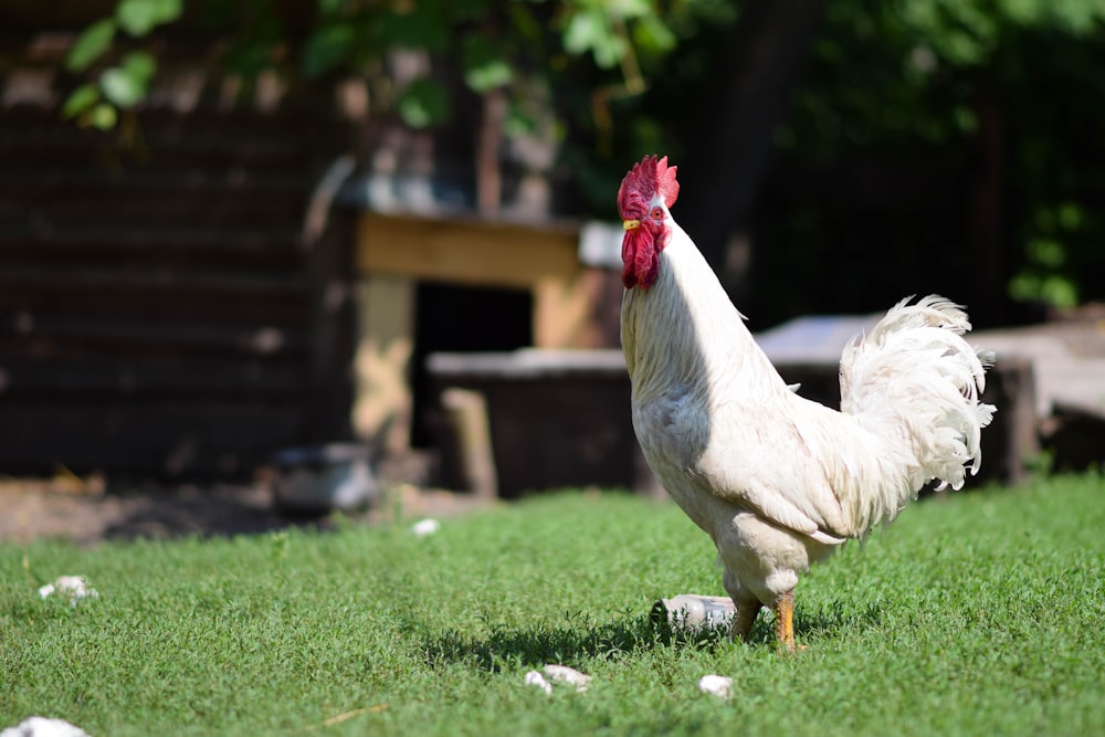 white rooster on green grass field during daytime