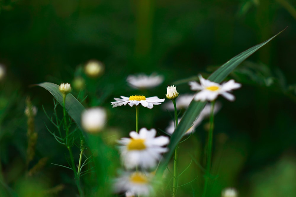 weiße und gelbe Gänseblümchenblume blüht tagsüber