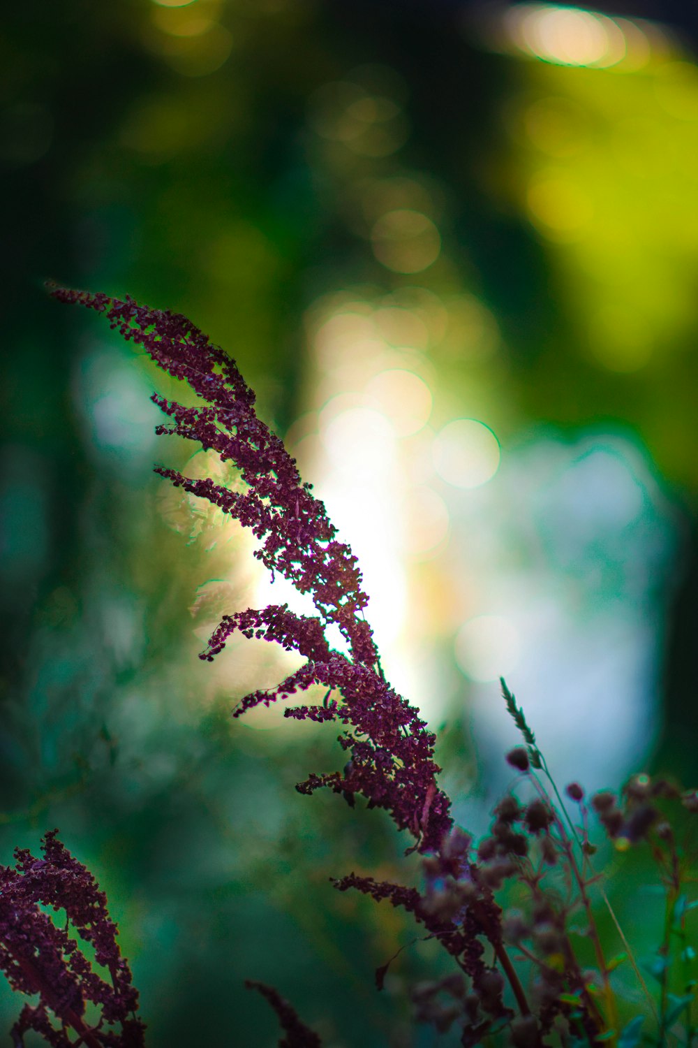 planta marrom e branca na lente tilt shift