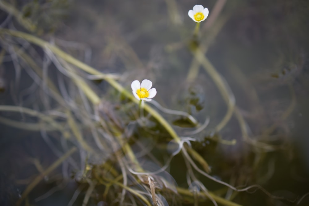 white flower on green grass