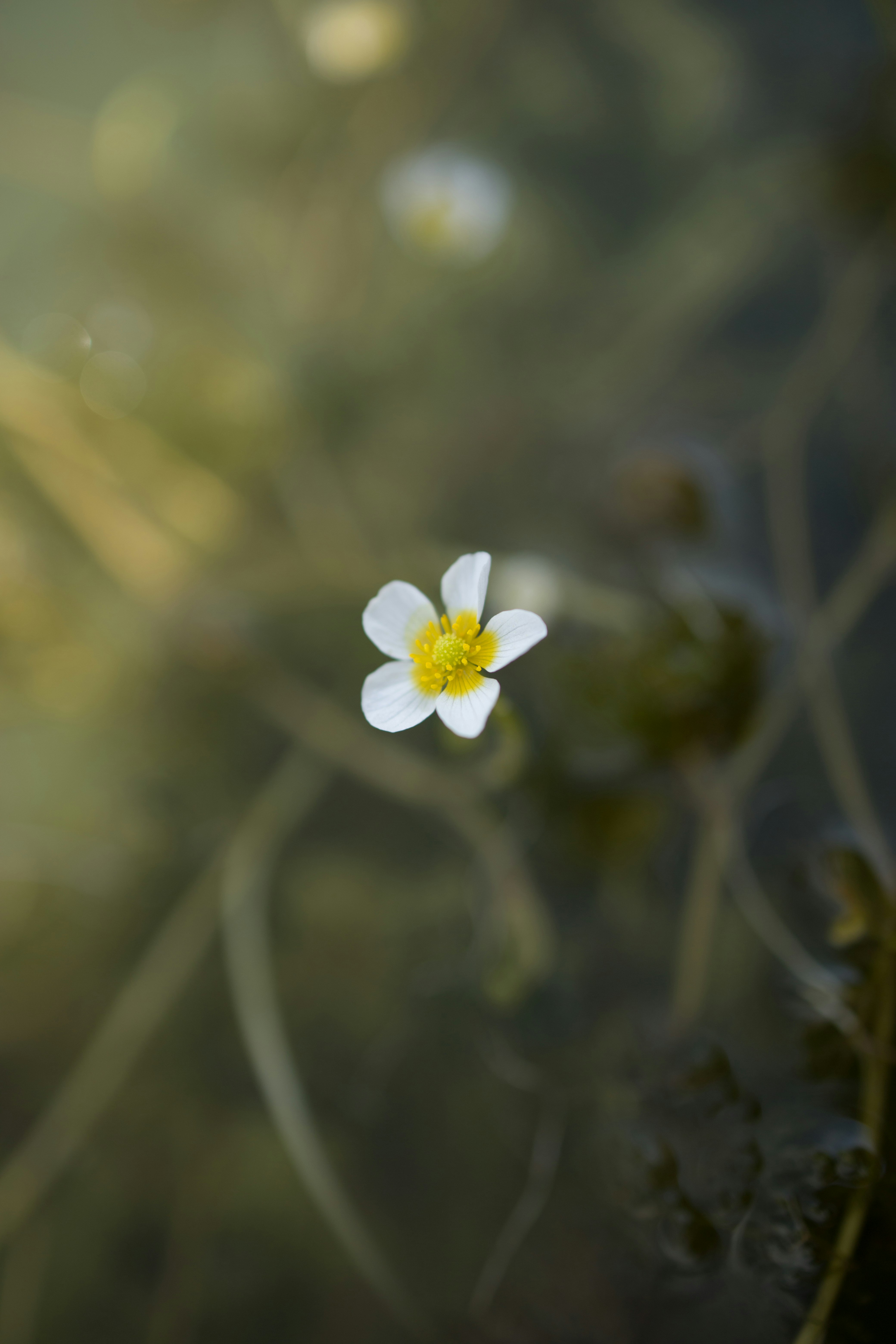 white flower in tilt shift lens