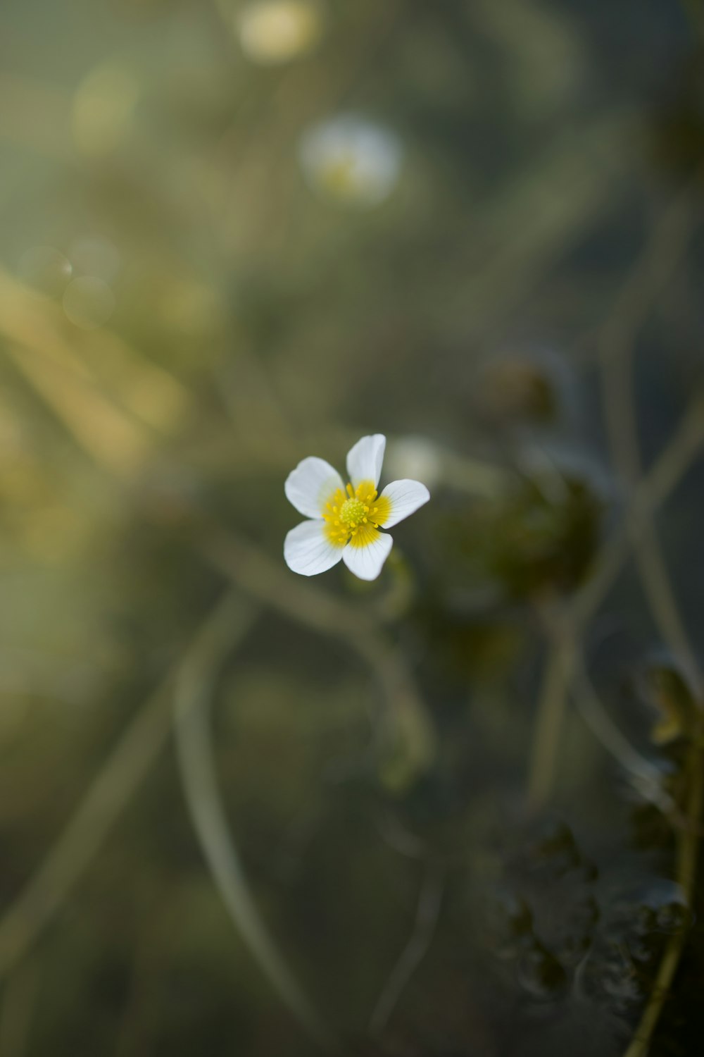 fiore bianco in lente tilt shift