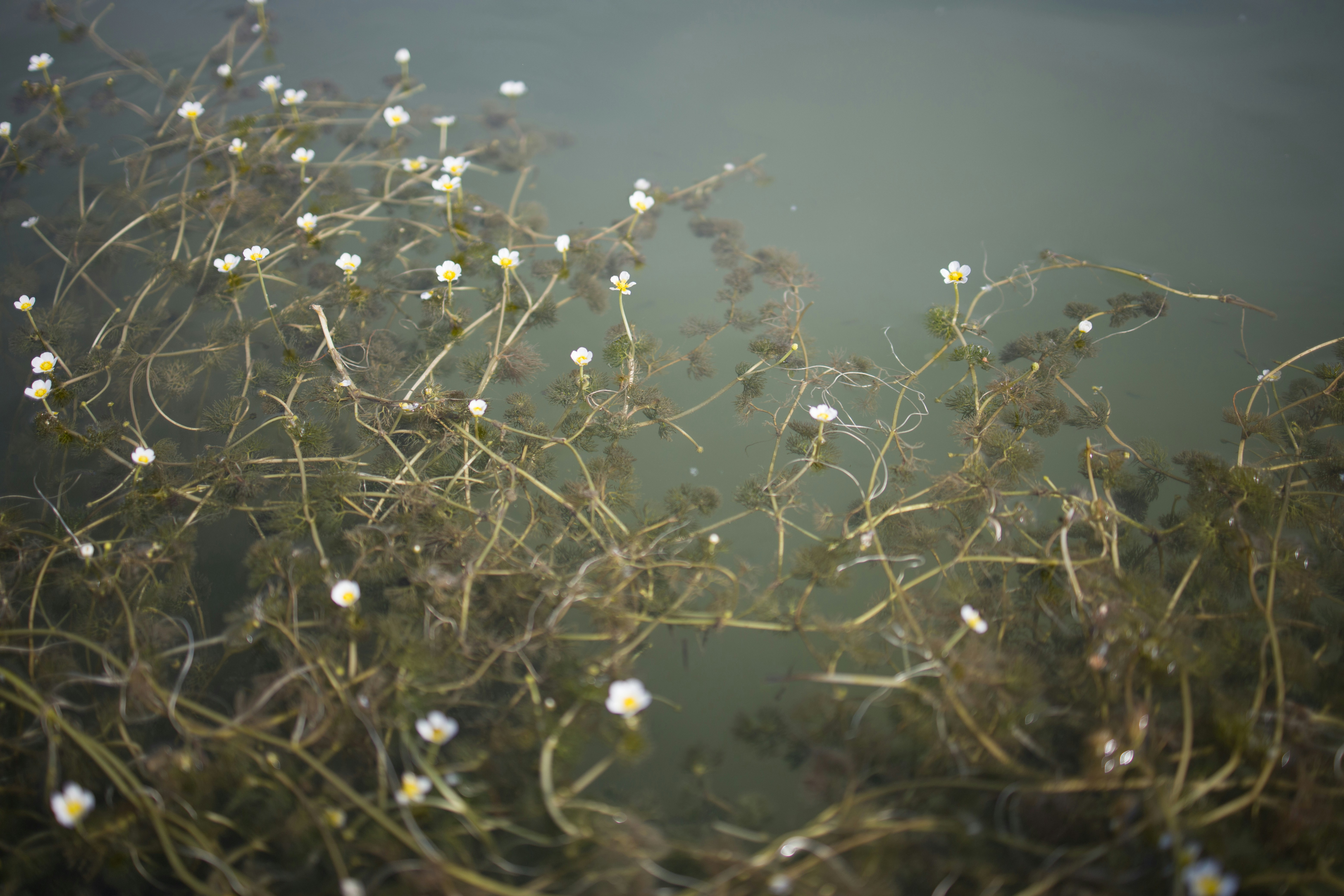 The flower of a Waterlllly (Ranunculus aquatilis) on a flat lake, near Pesz, Hungary.

