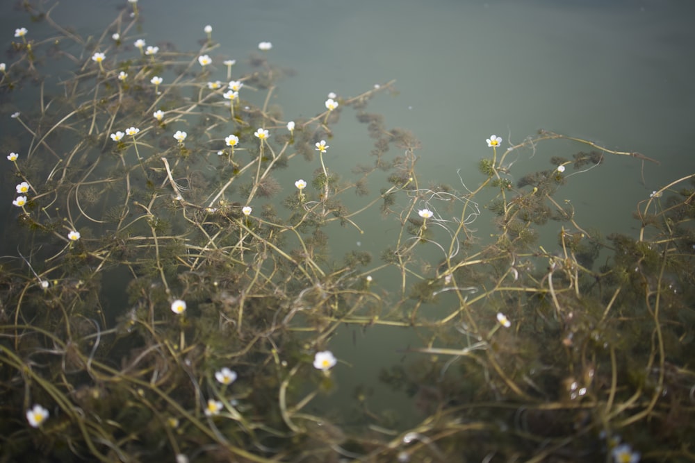 water droplets on green grass during daytime