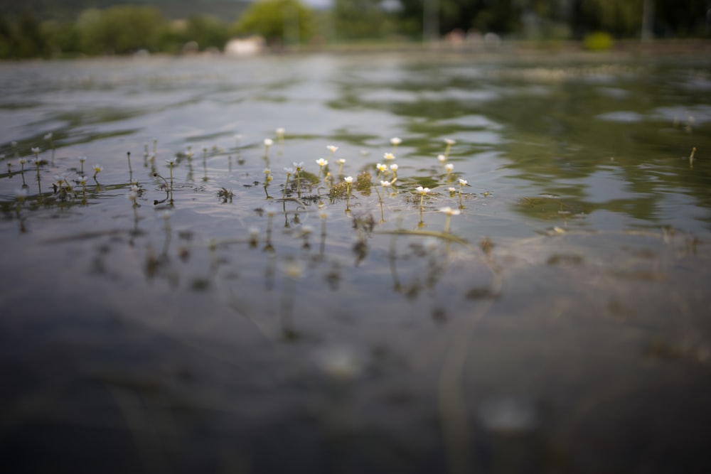 water droplets on body of water during daytime