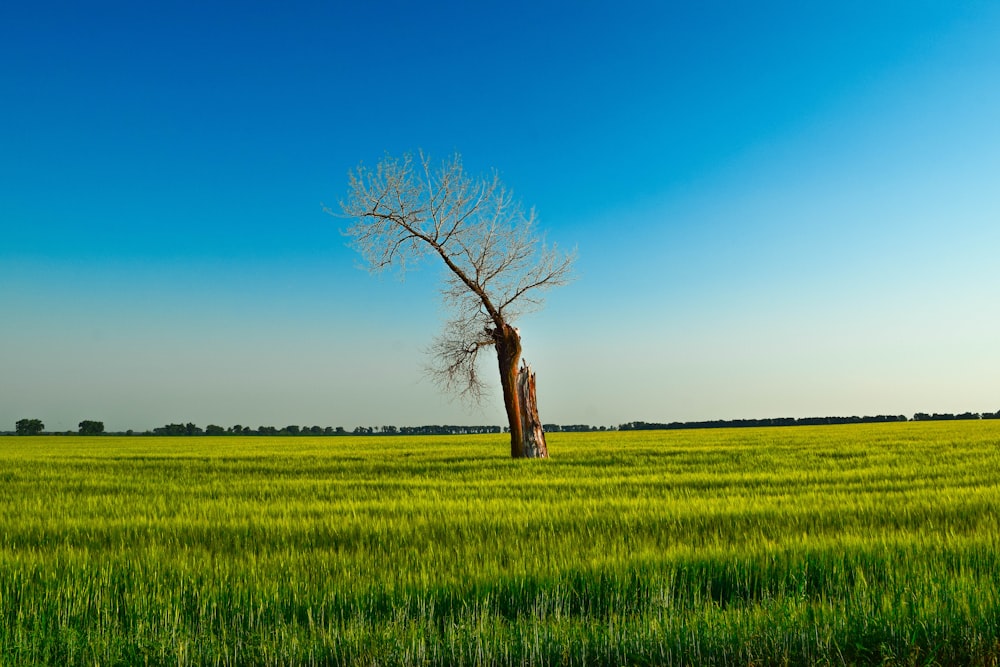 leafless tree on green grass field under blue sky during daytime