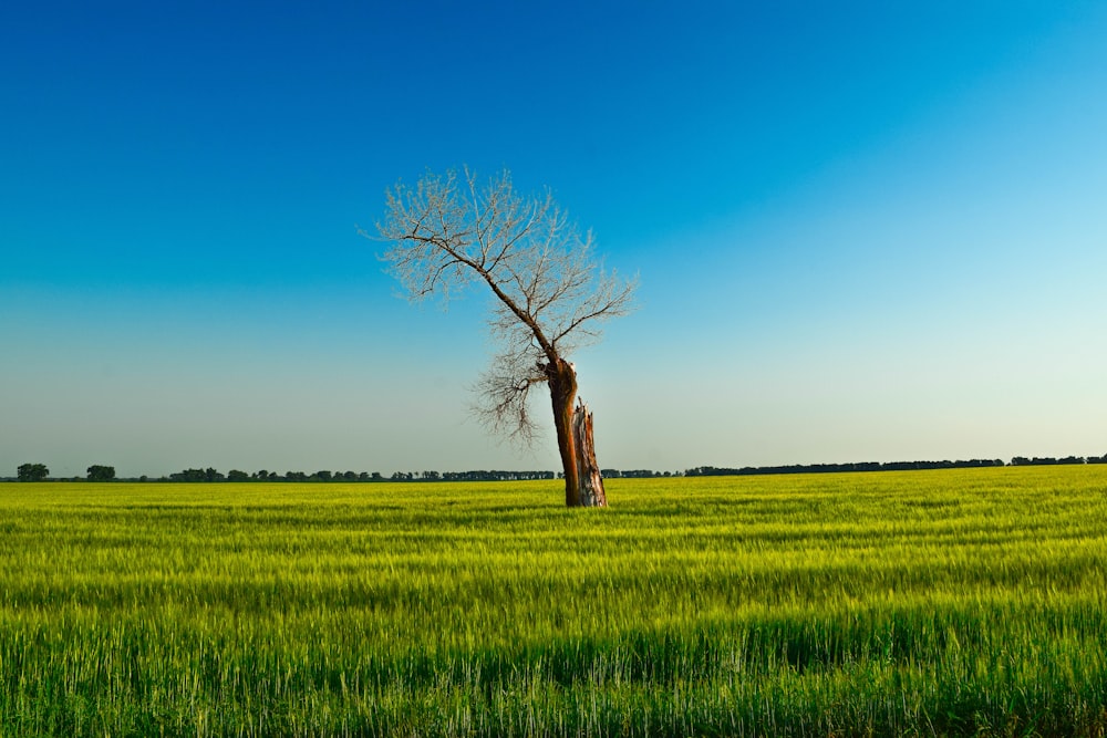 albero senza foglie sul campo di erba verde sotto il cielo blu durante il giorno