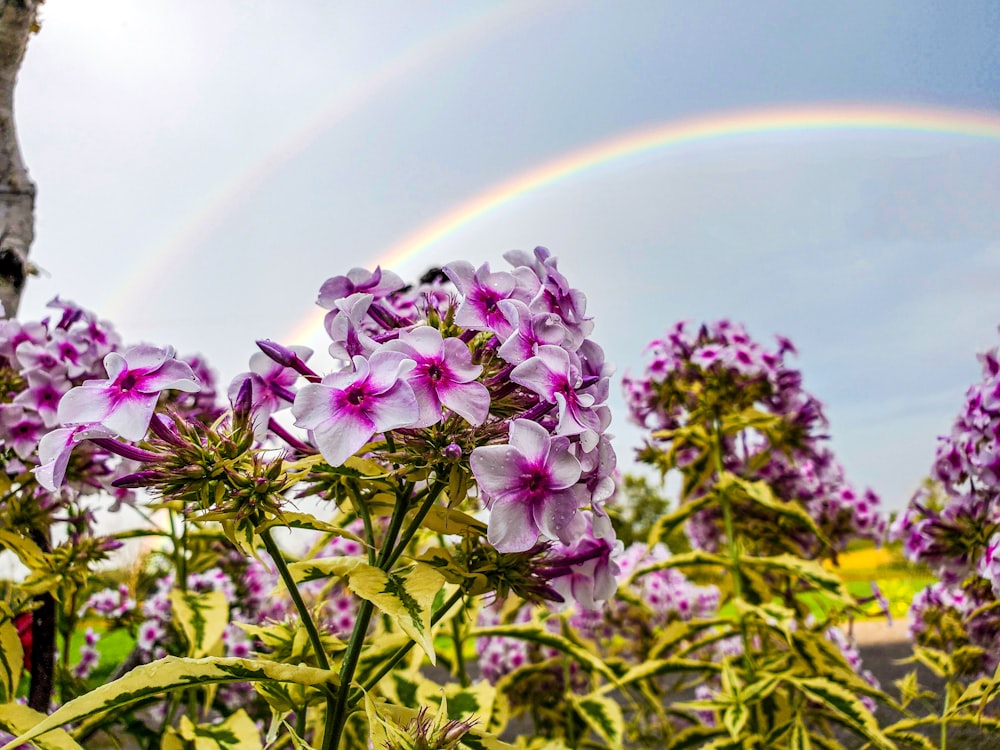 purple flowers with green leaves