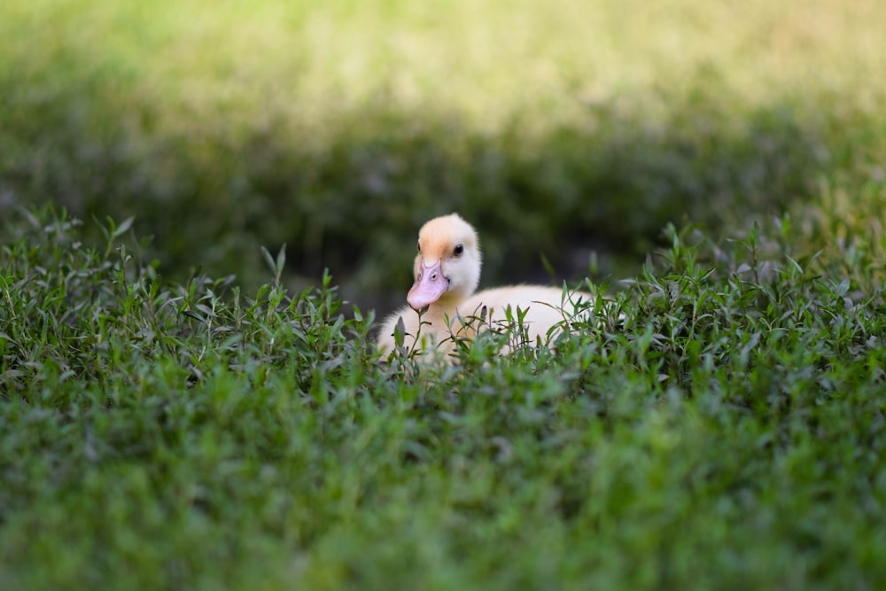 white duck on green grass during daytime