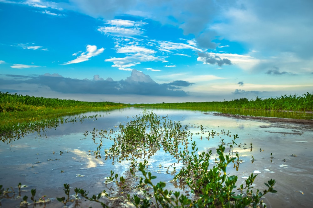 a body of water surrounded by trees and grass