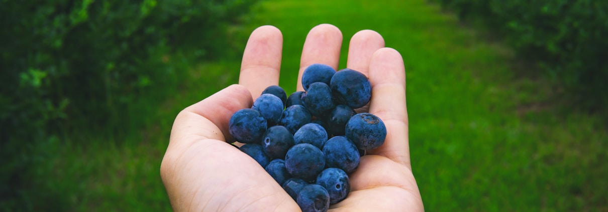 person holding blue berries during daytime