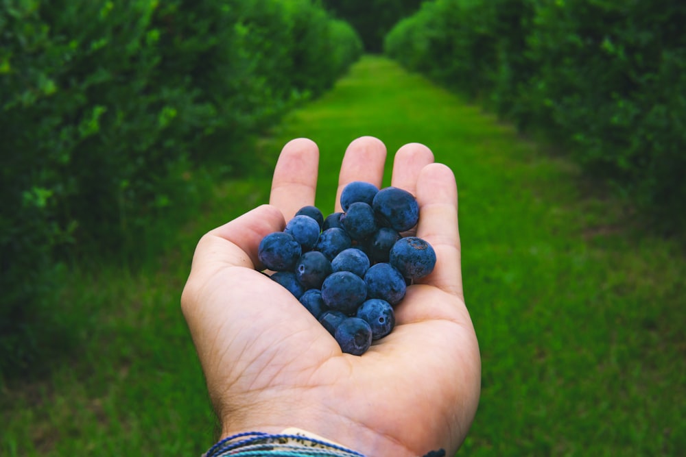 person holding blue berries during daytime