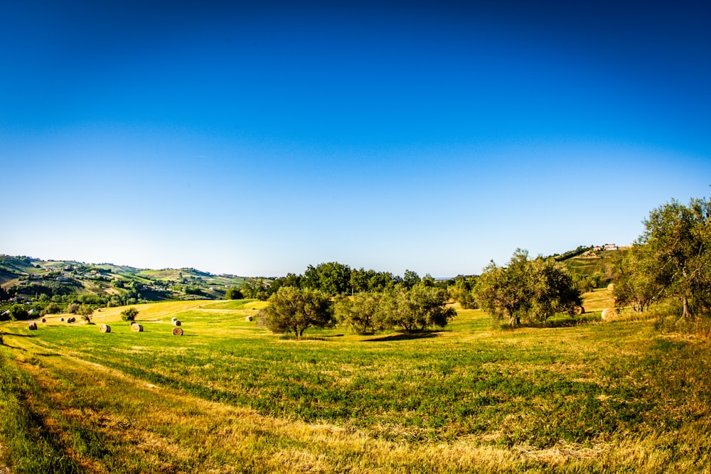 green grass field under blue sky during daytime