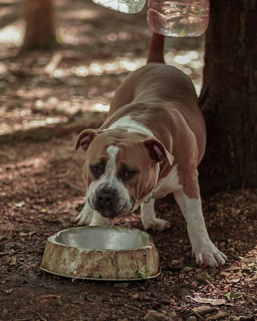 brown and white short coated dog eating on green round bowl