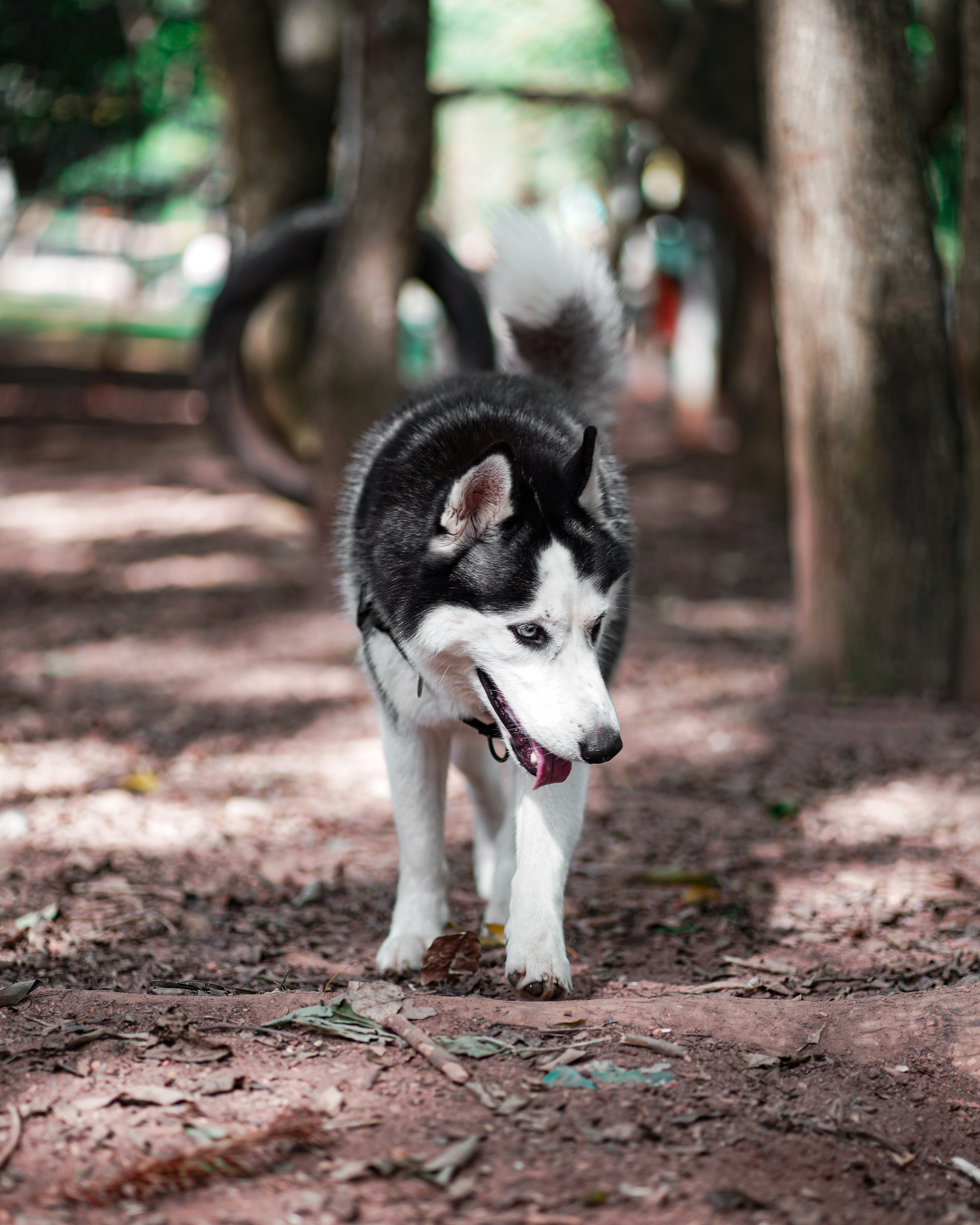 Chiot husky sibérien noir et blanc sur un chemin de terre brun pendant la  journée photo – Image gratuite de Animal sur Unsplash, image size:3000x3750