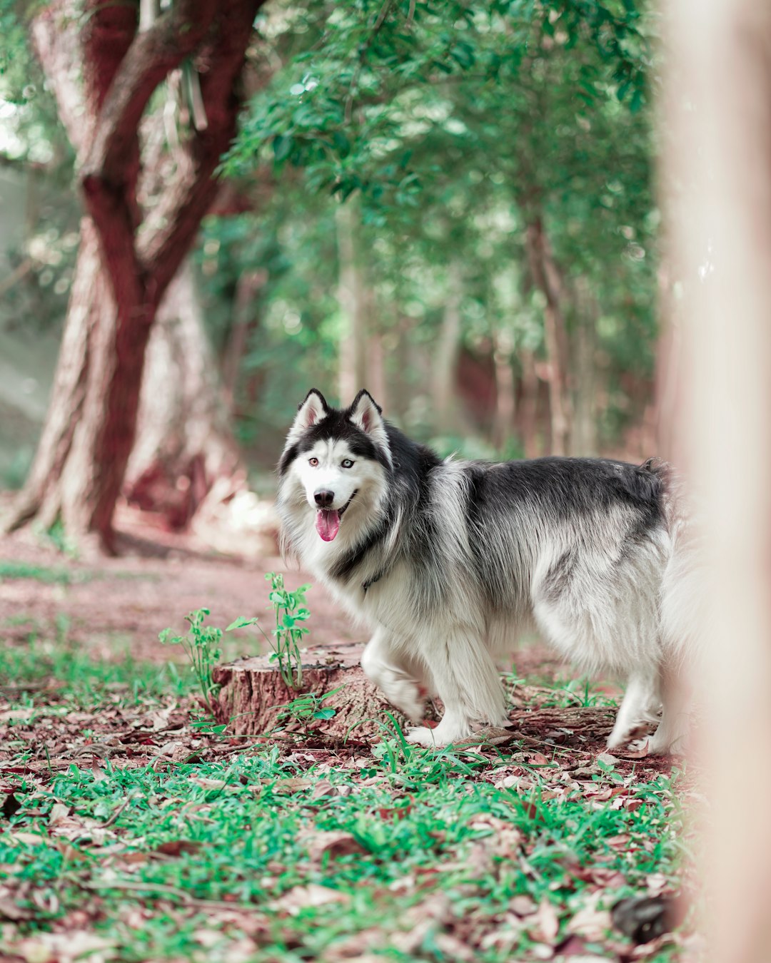 black and white siberian husky on brown dried leaves during daytime