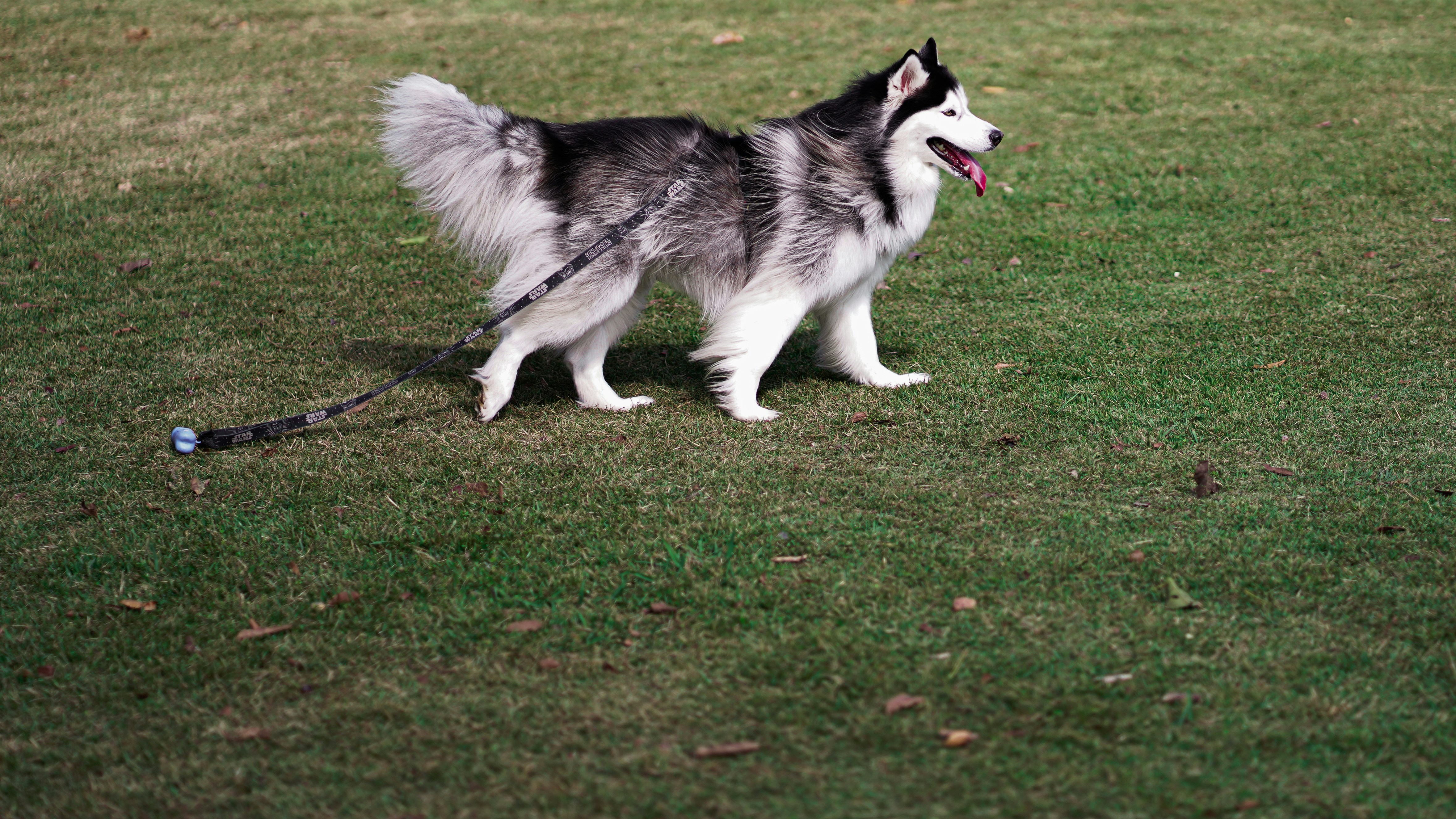 Understanding Tail Tremors in Dogs