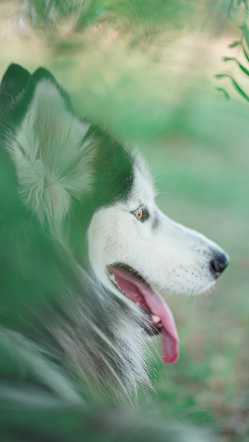 Perro sano y feliz