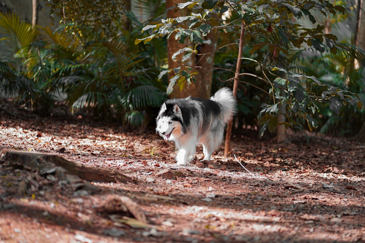 Dog sniffing along dirt trail