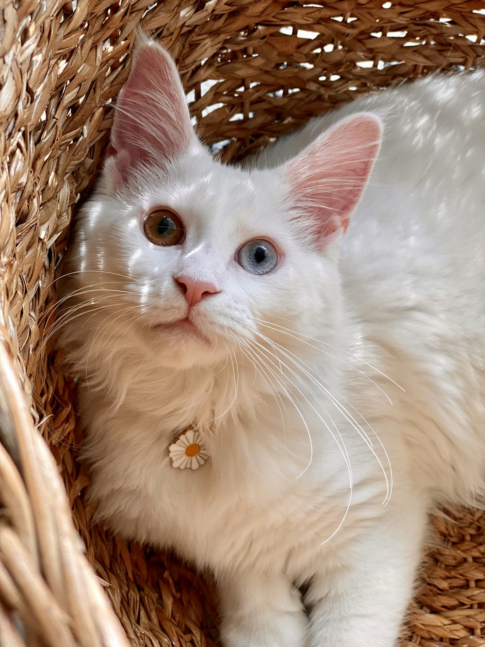 white cat on brown woven basket