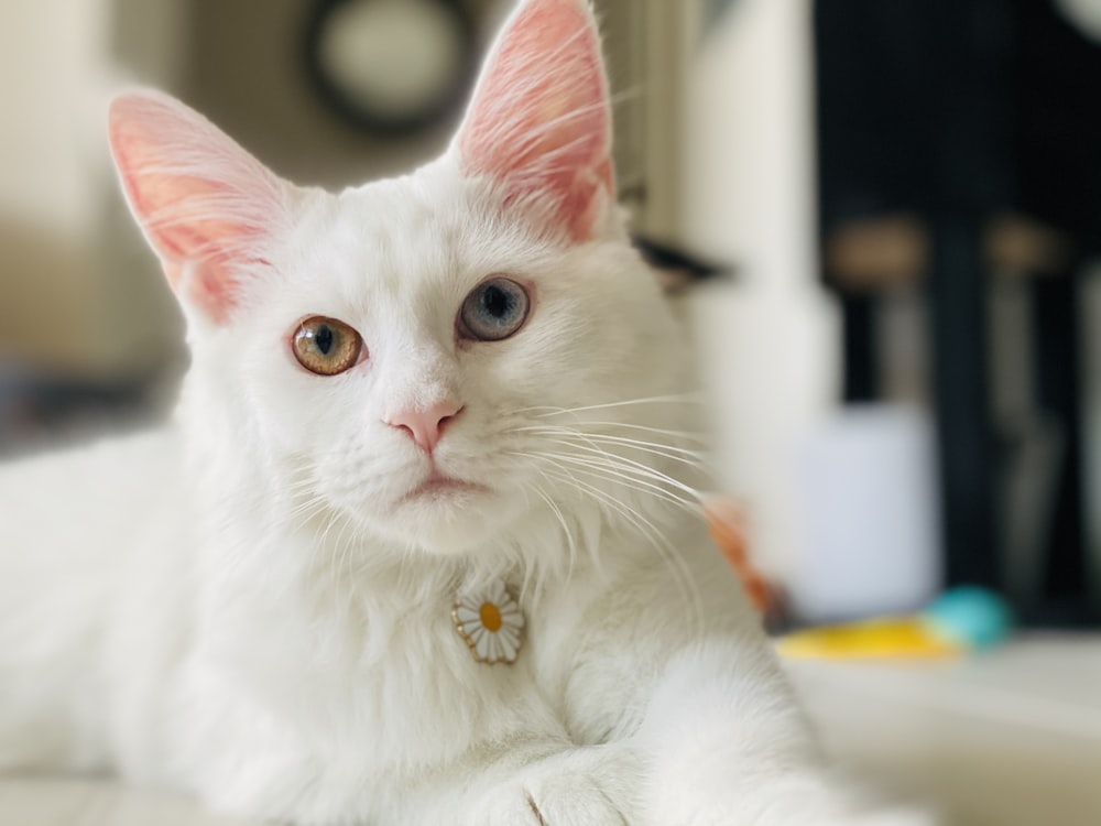 white cat with brown eyes