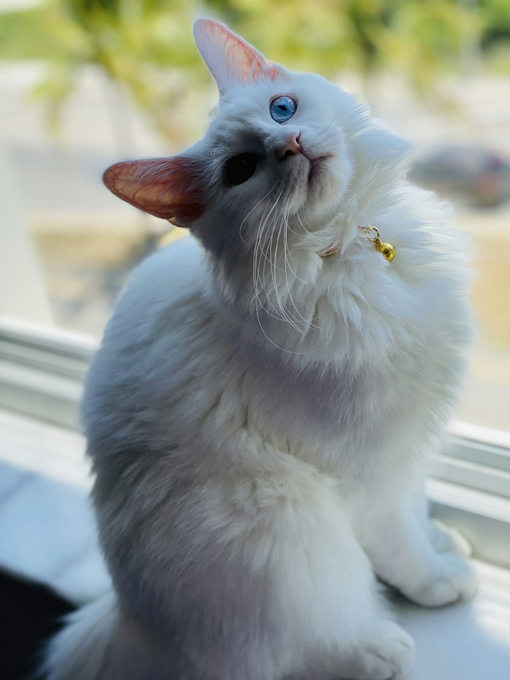 white persian cat on white window