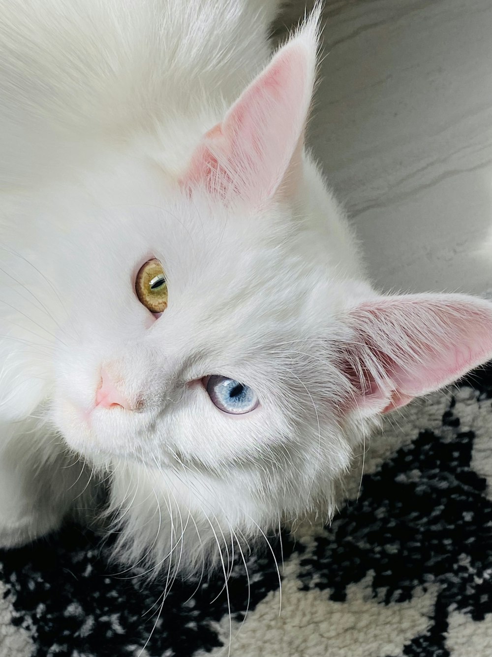 white cat lying on black and white textile