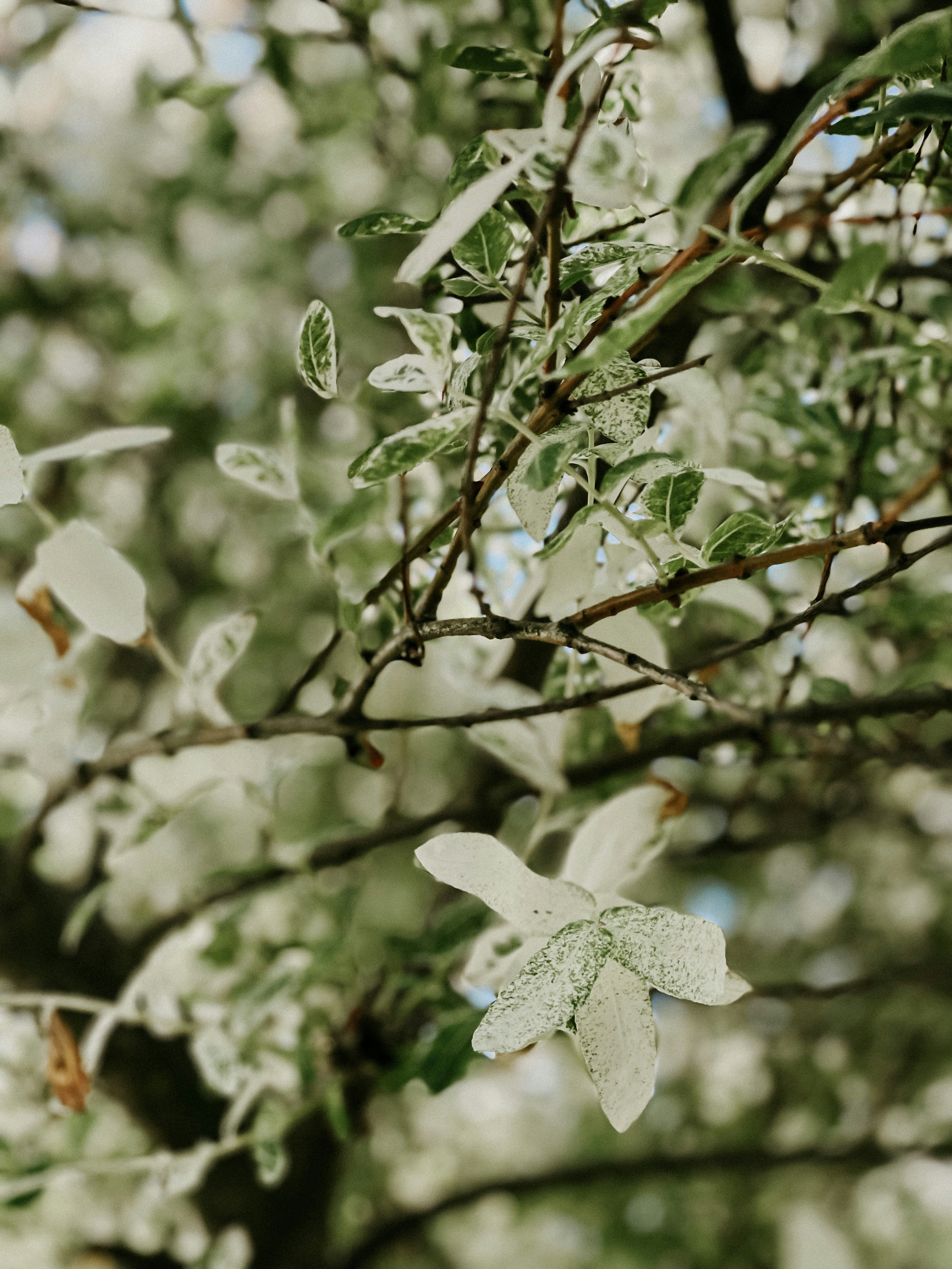 Photo by alina_maria_r