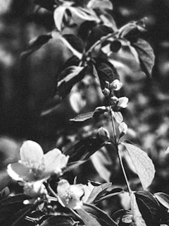 A black and white photograph featuring a branch with leaves and blossoms in focus, with a soft blur effect on the background, creating a classic and timeless look.