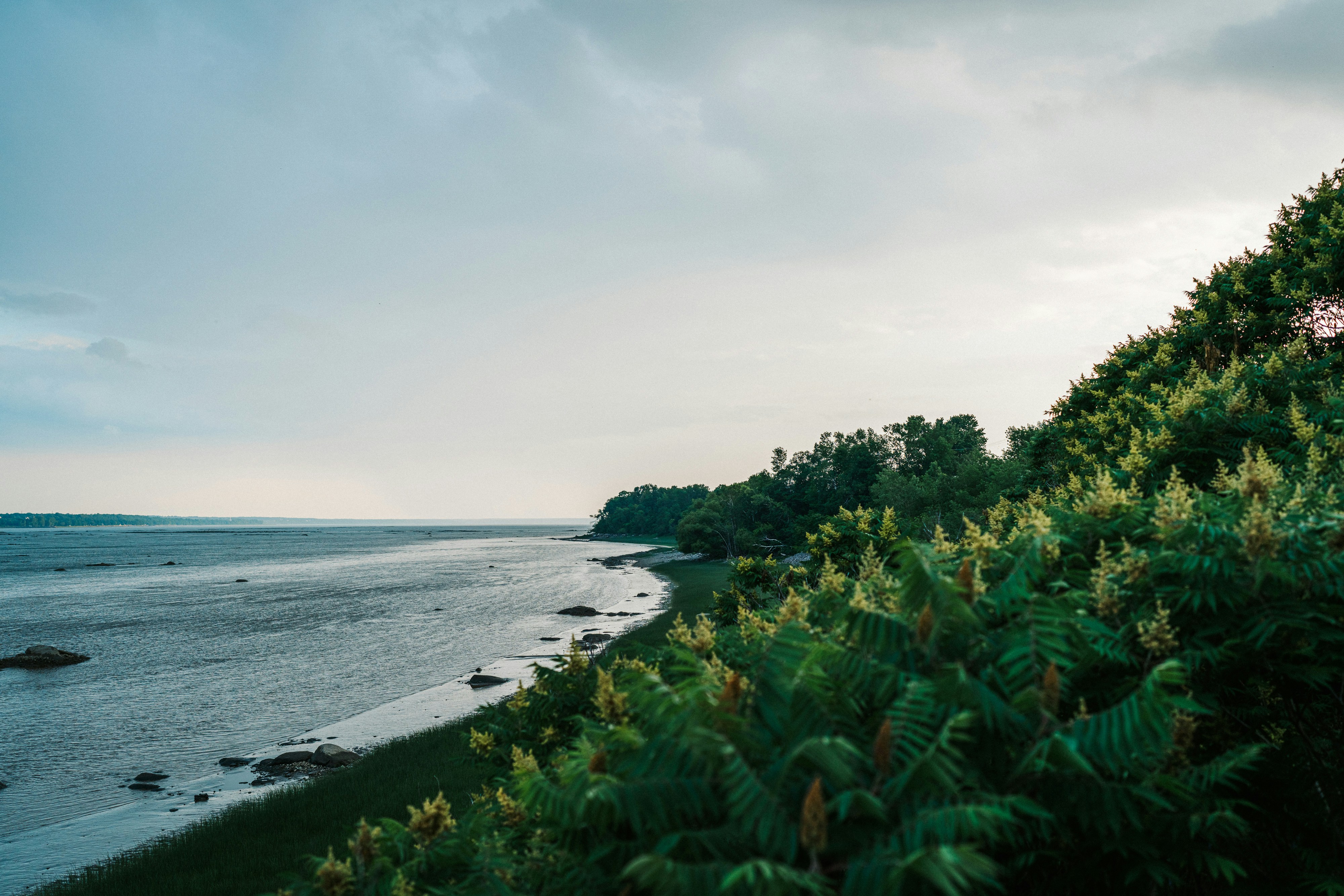Árboles verdes cerca del cuerpo de agua durante el día